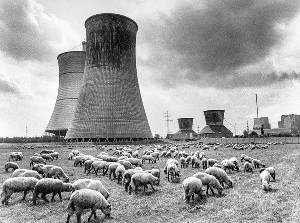 Weidende Schafe vor Industriebauten